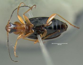 Media type: image;   Entomology 602276 Aspect: habitus ventral view
